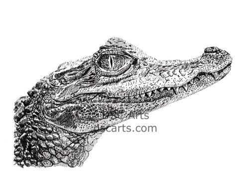 Baby Crocodile Ink Drawing