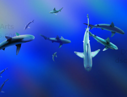 Sharks